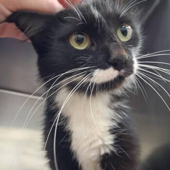 Danielle -  Domestic Long Hair Cat for Adoption in Auburn, Alabama - Danielle | PetCurious