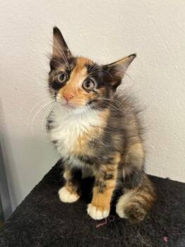 T-Boz -  Domestic Short Hair Cat for Adoption in New Orleans, Louisiana - T-Boz | PetCurious