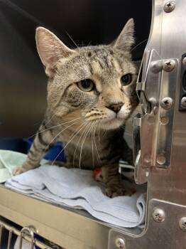Luke -  Domestic Short Hair Cat for Adoption in Worcester, Massachusetts - Luke | PetCurious