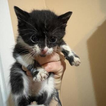 Zara -  Domestic Short Hair Cat Available for Adoption in Mt. Juliet, Tennessee - Zara | PetCurious