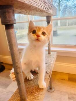 Domestic Short Hair Cats Available for Adoption - Lyra | PetCurious