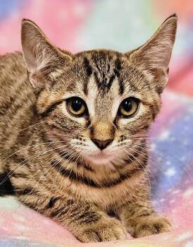 Daisy - Rancho Cucamonga PetSmart -  Domestic Short Hair Cat for Adoption in Yorba Linda, California - Daisy - Rancho Cucamonga PetSmart | PetCurious