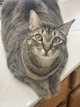 Rescue Domestic Short Hair Cats for Adoption in Frisco, Texas - Bella (H) | PetCurious