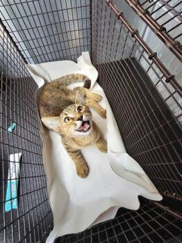 PENELOPE -  Domestic Short Hair Cat for Adoption in San Antonio, Texas - PENELOPE | PetCurious