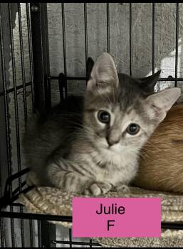 Julie -  Domestic Short Hair Cat for Adoption in Sneads Ferry, North Carolina - Julie | PetCurious