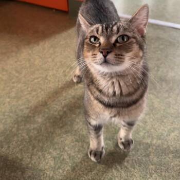 Domestic Short Hair Cats Available for Adoption - Cleopatra | PetCurious
