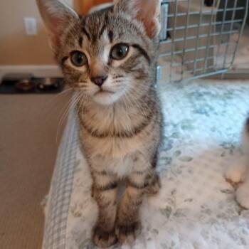 Poppy -  Domestic Short Hair Cat for Adoption in Cumming, Georgia - Poppy | PetCurious