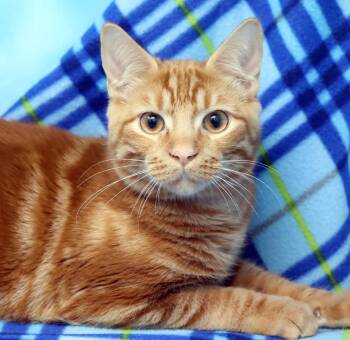 Rescue Domestic Short Hair Cats for Adoption in Tierra Verde, Florida - Stewie | PetCurious