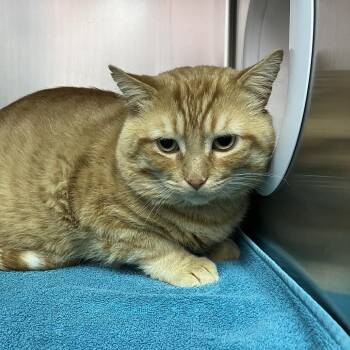 Nate -  Domestic Short Hair Cat for Adoption in Burlington, Ontario - Nate | PetCurious
