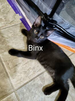 Rescue Domestic Short Hair Cats for Adoption in Arlington, Texas - Binx | PetCurious