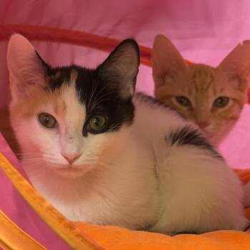 Mild Spice -  Domestic Short Hair Cat for Adoption in Los Angeles, California - Mild Spice | PetCurious