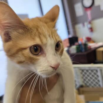 Rescue Domestic Short Hair Cats for Adoption in Branson, Missouri - Jesse | PetCurious