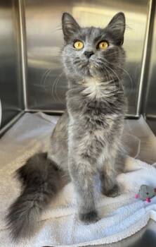 Rescue Domestic Medium Hair and Domestic Short Hair Cats for Adoption in Willmar, Minnesota - Rain | PetCurious