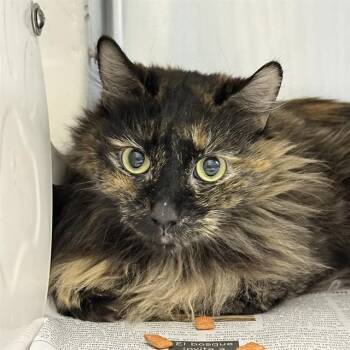 Domestic Long Hair Cats Available for Adoption in Las Vegas, Nevada - NAMI | PetCurious
