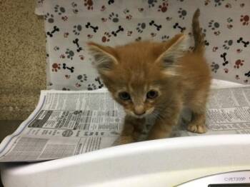 OLIVER -  Domestic Short Hair Cat for Adoption in Riverside, California - OLIVER | PetCurious