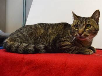 Domestic Short Hair Cats Available for Adoption in Sacramento, California - PRALINE | PetCurious