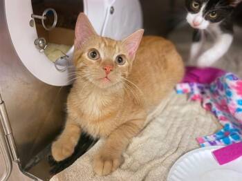 TABASCO -  Domestic Short Hair Cat for Adoption in Fort Wayne, Indiana - TABASCO | PetCurious