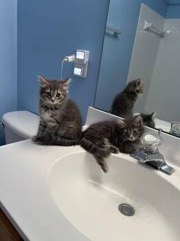 Rescue Domestic Short Hair Cats for Adoption in Ellicott City, Maryland - Tundra Must Be Adopted With A Sibling | PetCurious