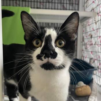 Domestic Short Hair Cats Available for Adoption in Chicago, Illinois - Phillip | PetCurious