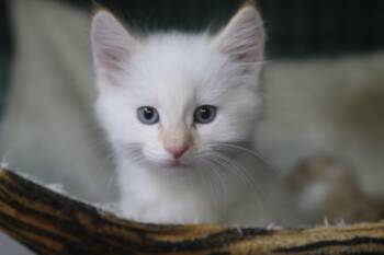 Katsitsi -  Siamese Cat for Adoption in Cut Bank, Montana - Katsitsi | PetCurious