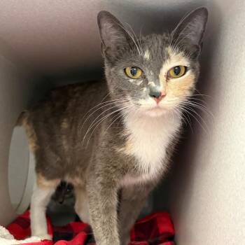 Domestic Short Hair Cats Available for Adoption in Lakewood, California - Mama Monterey | PetCurious