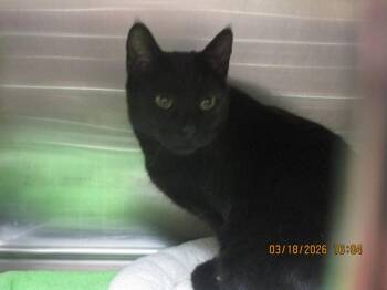 Domestic Short Hair Cats Available for Adoption - Kingston (655) | PetCurious