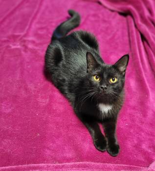 Rescue Domestic Short Hair Cats for Adoption in Shakespeare, Ontario - Pixel | PetCurious