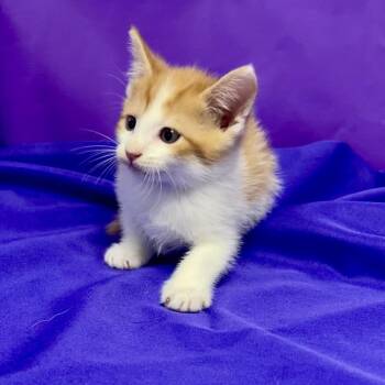 Quiche -  Domestic Short Hair Cat for Adoption in North Myrtle Beach, South Carolina - Quiche | PetCurious