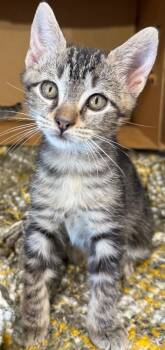 Rescue Domestic Short Hair Cats for Adoption in Port Allen, Louisiana - Hoka | PetCurious