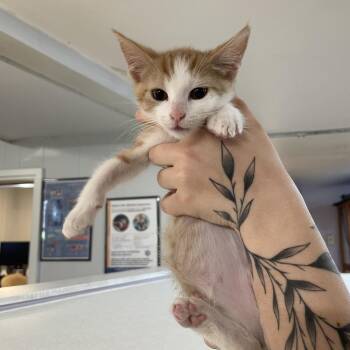 Dean Di Laurentis -  Domestic Short Hair Cat Available for Adoption in Madison, Wisconsin - Dean Di Laurentis | PetCurious