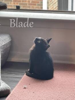 Blade -  Domestic Short Hair Cat Available for Adoption in San Antonio, Texas - Blade | PetCurious