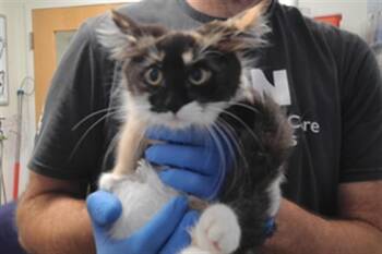 WAFER -  Domestic Short Hair Cat for Adoption in Albuquerque, New Mexico - WAFER | PetCurious