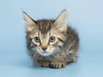 Domestic Short Hair Cats Available for Adoption in Phoenix, Arizona - BLOSSOM | PetCurious