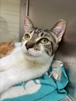 Zita -  Domestic Short Hair Cat for Adoption in Westland, Michigan - Zita | PetCurious