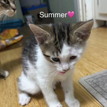 Domestic Short Hair Cats Available for Adoption in Peachtree City, Georgia - Summer | PetCurious