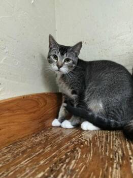 Tabby Cats Available for Adoption - Alexander | PetCurious