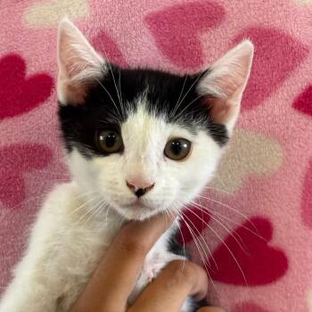 Leo -  Domestic Short Hair Cat for Adoption in Goleta, California - Leo | PetCurious