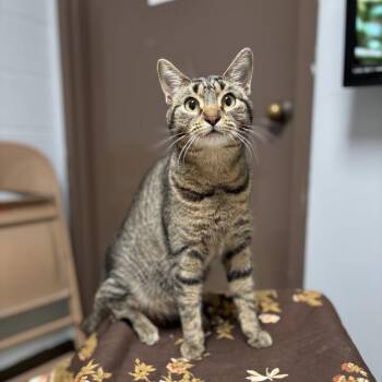 Domestic Short Hair Cats Available for Adoption in Fargo, North Dakota - Froot Loops | PetCurious
