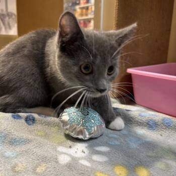 Amy -  Domestic Short Hair Cat for Adoption in Harrisonburg, Virginia - Amy | PetCurious