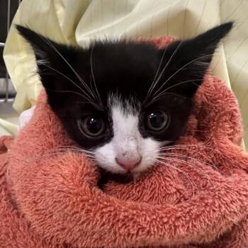 Triceratops (Pink Nose) -  Domestic Short Hair Cat Available for Adoption in Winston-salem, North Carolina - Triceratops (Pink Nose) | PetCurious