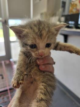 Neon -  Domestic Short Hair Cat for Adoption in Evansville, Indiana - Neon | PetCurious