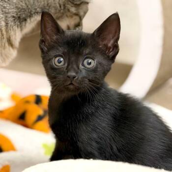IT Director 9 -  Domestic Short Hair Cat for Adoption in Austin, Texas - IT Director 9 | PetCurious