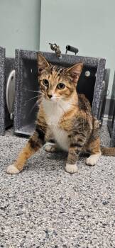 Froot Loop -  Domestic Short Hair Cat for Adoption in Athens, Tennessee - Froot Loop | PetCurious