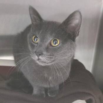 Domestic Short Hair Cats Available for Adoption in Fort Wayne, Indiana - Elizabeth | PetCurious