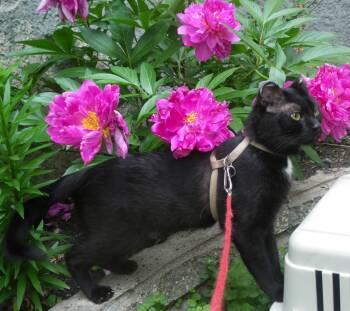 Rescue Domestic Short Hair Cats for Adoption in Winnipeg, Manitoba - Missy | PetCurious