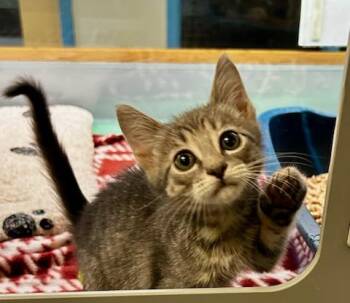 Drake -  Domestic Short Hair Cat for Adoption in Suffolk, Virginia - Drake | PetCurious