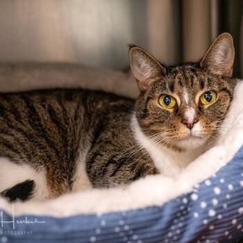 Anna -  Domestic Short Hair Cat for Adoption in Brockton, Massachusetts - Anna | PetCurious
