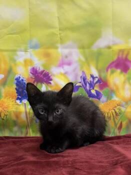Domestic Short Hair Cats Available for Adoption in San Antonio, Texas - Dale Doback | PetCurious
