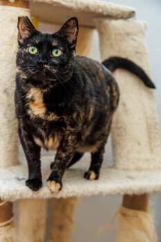 Jennie -  Domestic Short Hair Cat for Adoption in Chester Springs, Pennsylvania - Jennie | PetCurious