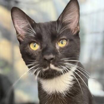 Rescue Domestic Short Hair Cats for Adoption in Jackson, Georgia - Cam | PetCurious